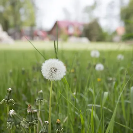 Spreewald Apartment Burg (Spreewald)