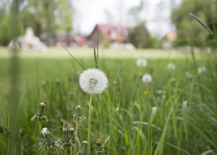 Spreewald Lägenhet Burg (Spreewald)
